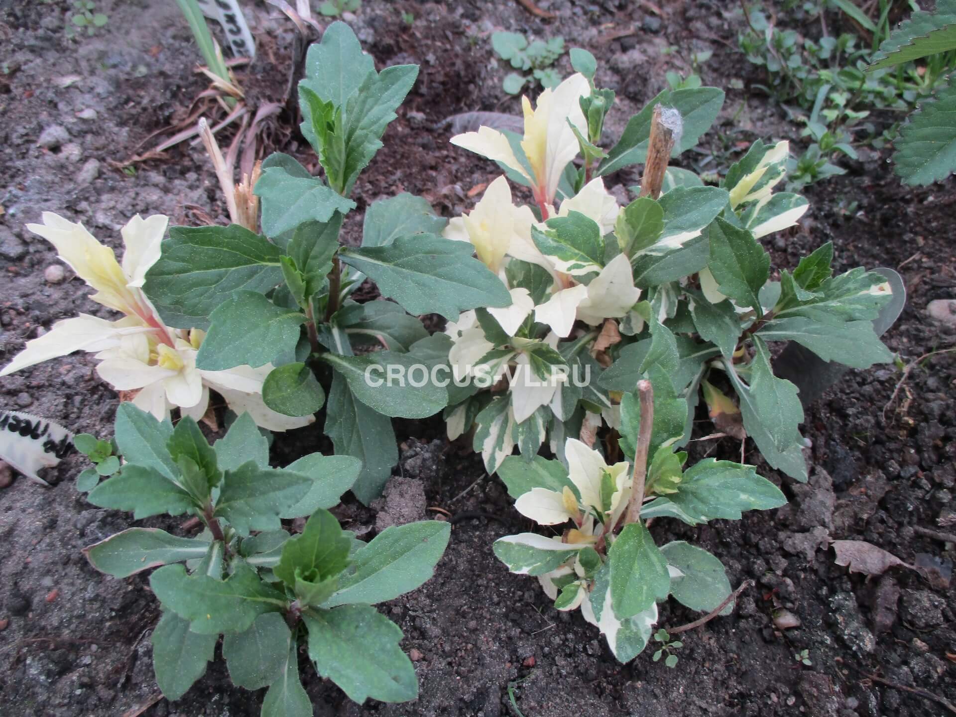 Астра вариегата «Hakikomi Fu» Астра вариегата «Hakikomi Fu»